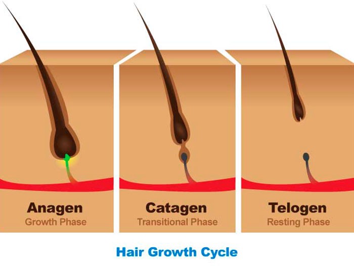 Viviscal  The hair growth cycle  YouTube